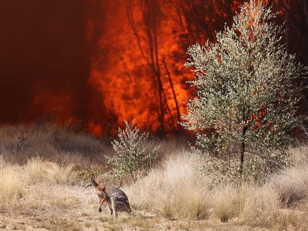 A kangaroo makes an escape the Tara fires in Queensland. Picture: Liam Kidston