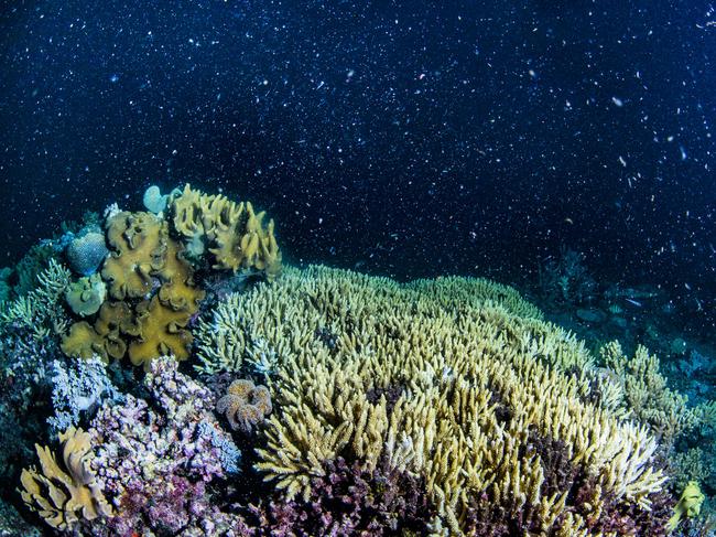 Hard corals spawning