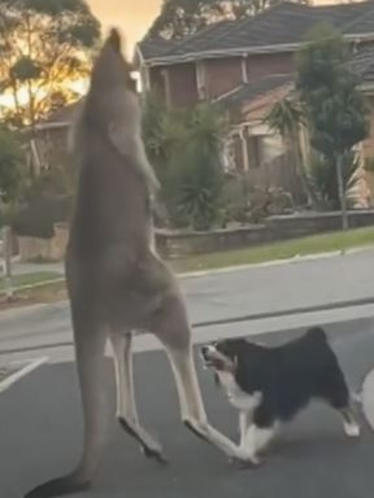 The dog is believed to have chased the kangaroo onto the road. Picture: Facebook/TheTodayShow