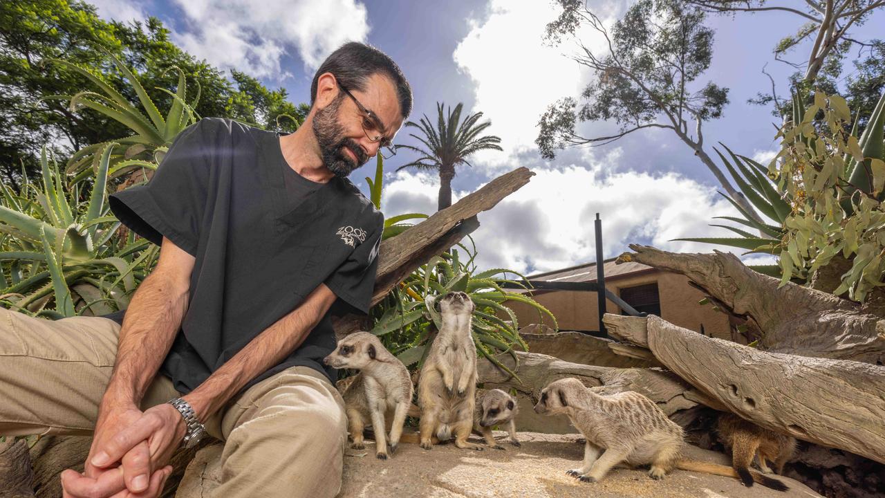 David McLelland with the Meerkats at the Adelaide Zoo. Picture: Ben Clark