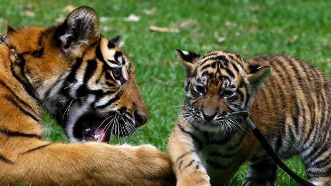 Dreamworld’s two newest tiger cubs were named after a competition was held to pick the names, the girls will be known as Akasha and Adira. One of the cubs meets big brother Kai in this photo. Picture: David Clark