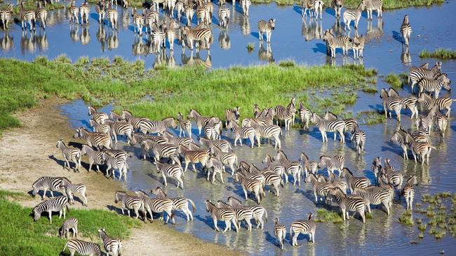 The second-largest migration of zebras in the world arrives with the rains.