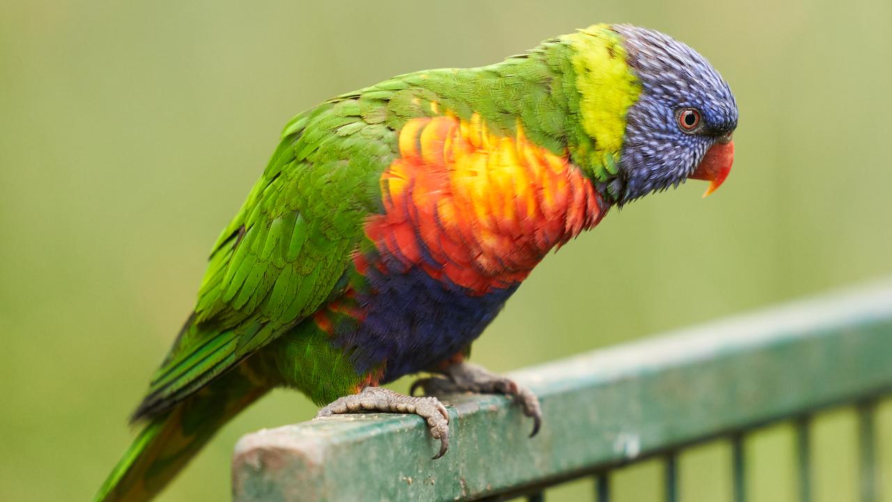 NSW Health Alert After Three People Diagnosed With Rare ‘parrot Fever ...