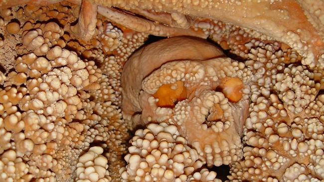 Intact ... The so-called ‘Altamura Man’ has become the oldest Neanderthal to have his DNA extracted by researchers, who have been trying to free the skeleton for more than 20 years from the rock it is embedded in, deep inside an Italian cave. Picture: Ministry of Cultural Heritage and Activities, Superintendent of the Archeology of Puglia