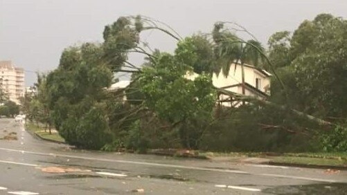 A downed tree at Currimundi.