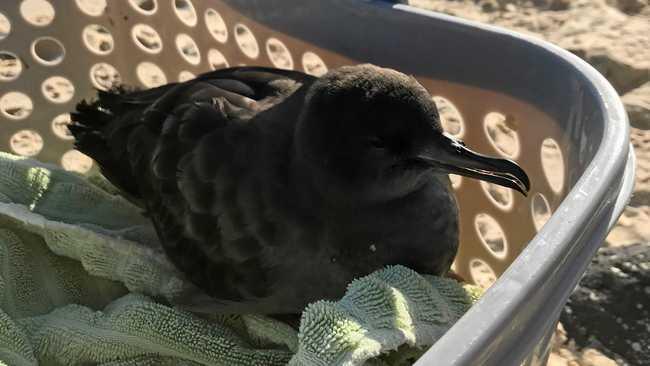 A shearwater being prepared for release at Fingal Headland