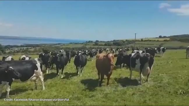 Herd of cows becomes mesmerized by Irish traditional music