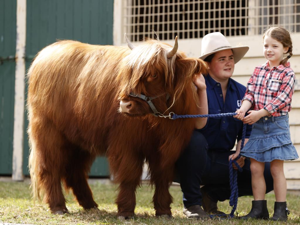 There will be plenty of animals on show, and to cuddle, at this year’s Ekka. Picture: Lachie Millard