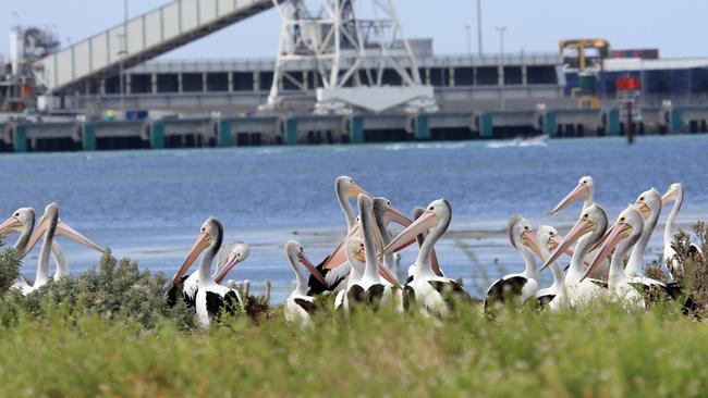 Adult pelicans on Bird Island.