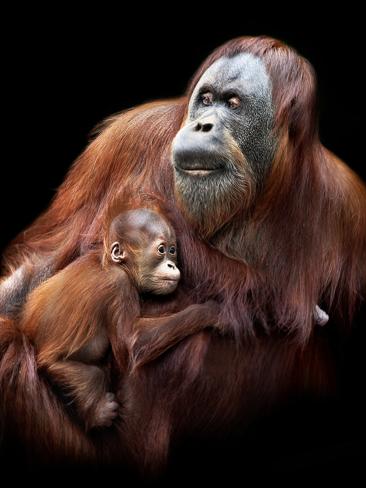 Arthur Xanthopoulos has turned Melbourne Zoo into his second home, and over multiple visits has captured remarkably intimate portraits of his near neighbours. Picture: Supplied