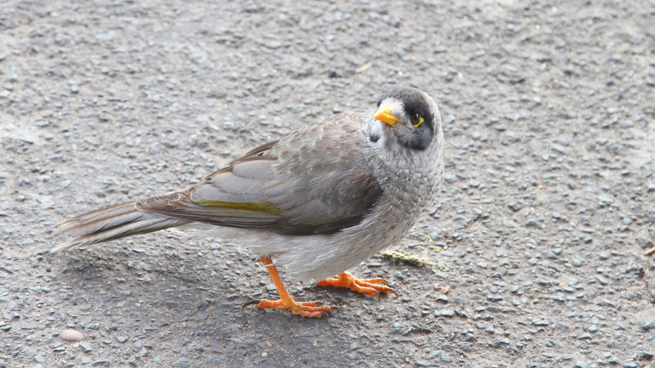 noisy miner bird, a species of honeyeater native to Australia.