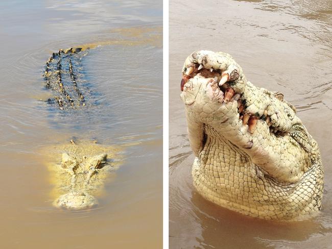 COMP of Michael Jackson the Croc - (L): Jo Walker took this photo in January of 'Michael Jackson' the saltwater crocodile who resides near the Adelaide River bridge and recently was shot and killed after taking a fisherman from the river bank as he waded in to retrieve his hook. MUST CREDIT Picture: Jo Walker. (R): MUST CREDIT PRINT/ONLINE: 4.5-metre half-albino crocodile locals called 'Michael Jackson'. The croc killed a man on the Adelaide River. MUST CREDIT PRINT/ONLINE Adelaide River Queen Cruises