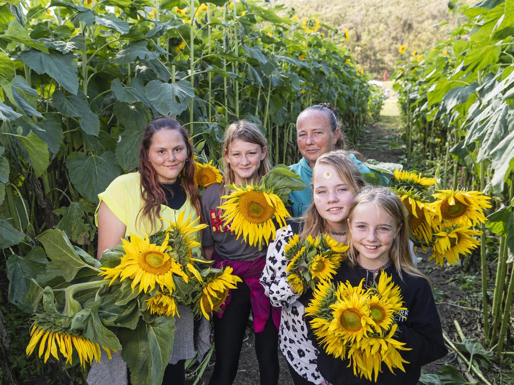 In the sunflowers are (from left) Anastasia Reay, Atlanta Sutcliffe, Renee Gilchrist, Katarina Walton and Elexis Walton at the picnic with the sunflowers event hosted by Ten Chain Farm, Saturday, June 8, 2024. Picture: Kevin Farmer