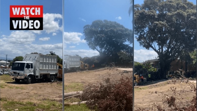 Woody Point fig tree demolished