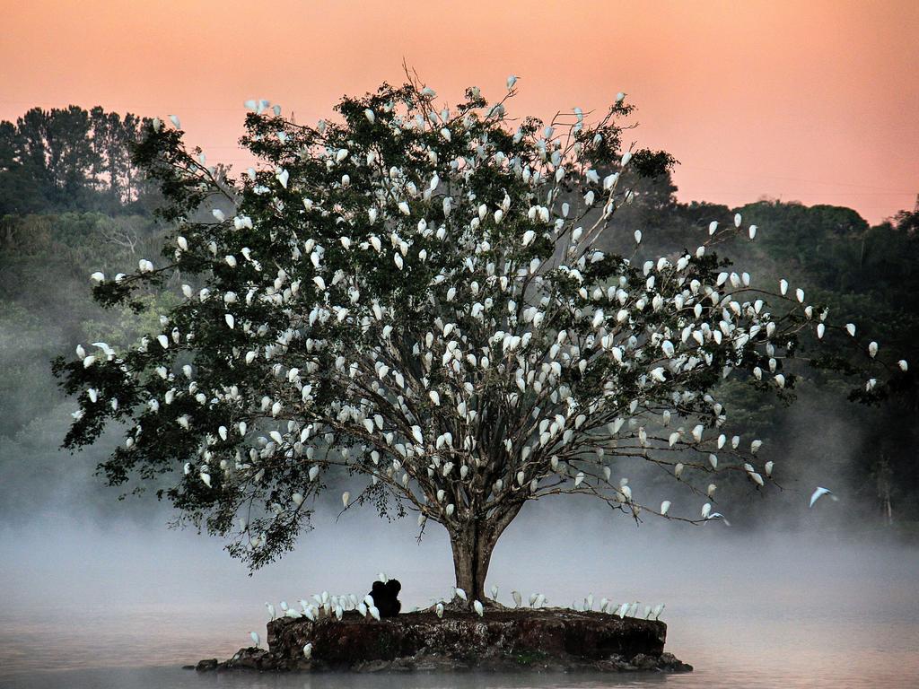Every evening, a solitary tree on a small island in Brazil becomes a haven for a flock of weary herons, who rest for the night before they set off once more. Picture: Rubens Reboucas/TNC Photo Contest 2023
