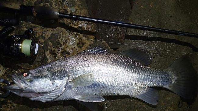 A winter barramundi caught on the HRT Mad Minnow fitted with Decoy double hooks.