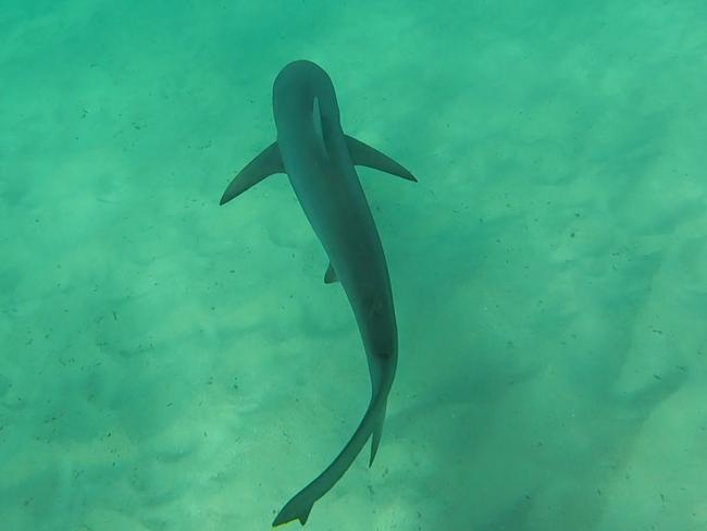 Dusky whaler shark at Shelly Beach. Picture: Alex Napier Holland