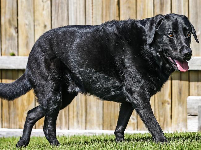 Jett the 2 year old Black Labrador has severe hip dysplasia at the hands of a shady backyard breeder.  Picture: Zak Simmonds