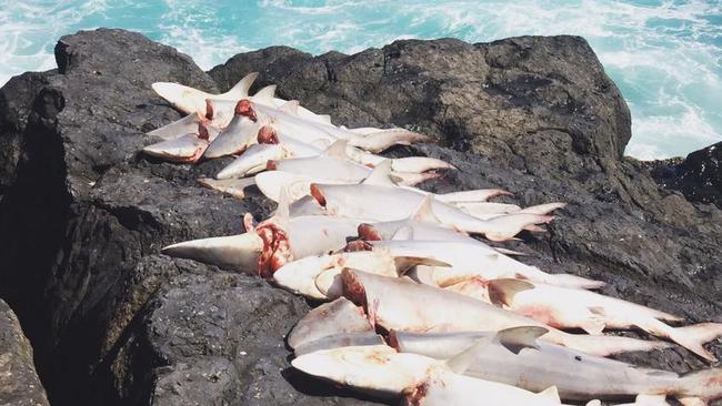 Disturbing images of a Fingal Head shark cull taken by Tweed Heads local Leila Gardener last Friday.