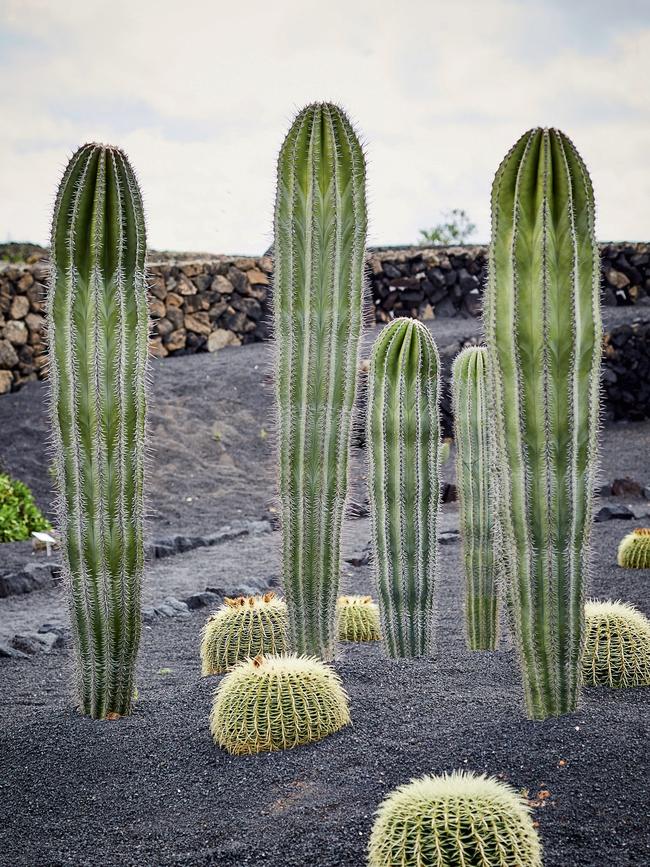 The cactus garden at Bodega El Grifo winery: Photography: Sabrina Rothe.