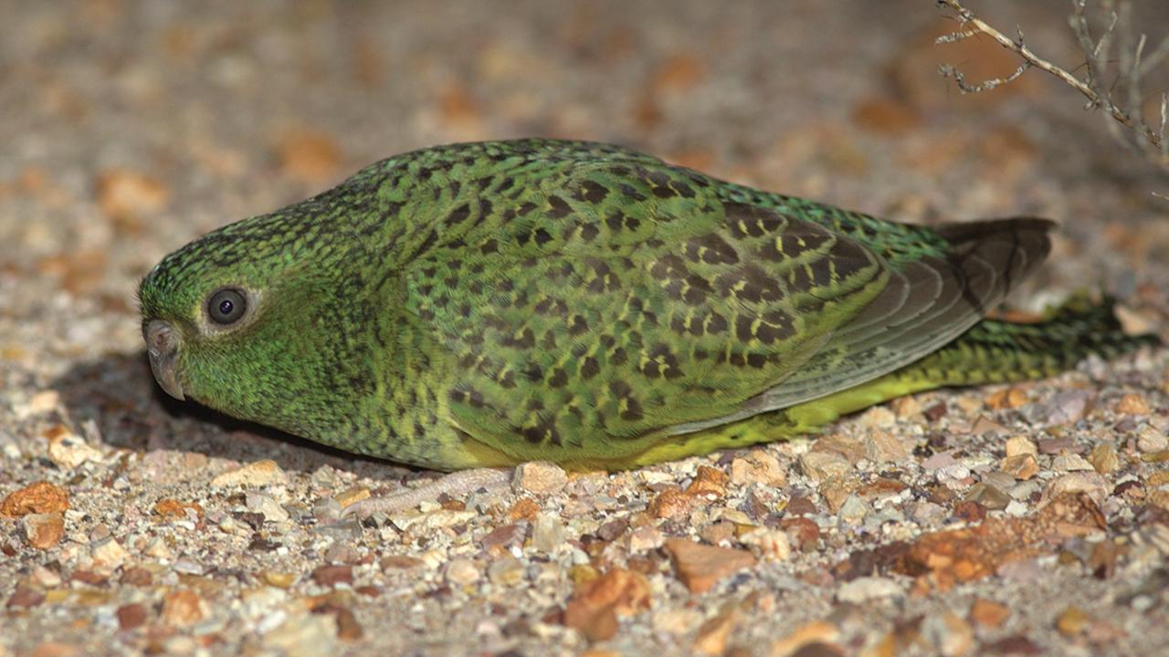 The night parrot is one of the most elusive birds in the world. Picture: Steve Murphy