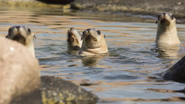 Juvenile Australian Sea Lions at Pearson Isles in the Great Australian Bight. Picture: Eliza Muirhead / Sea Shepherd