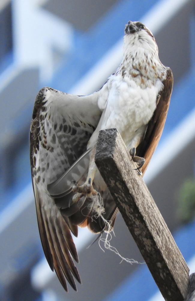 The male osprey stretching its leg uncomfortably. Picture: Wild Bird Rescues Gold Coast