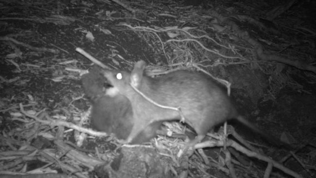 Scientists use cameras to monitor the damage rats are doing to sea bird nests. Picture: Facebook