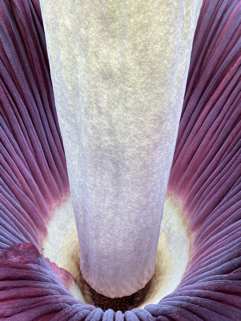 Titan arum, a.k.a. a giant corpse lily is beginning to bloom at the ...