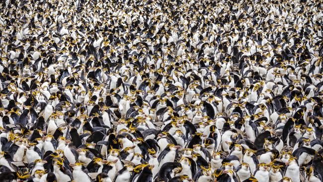 The royal penguin breeding colony. Picture: Doug Gimesy