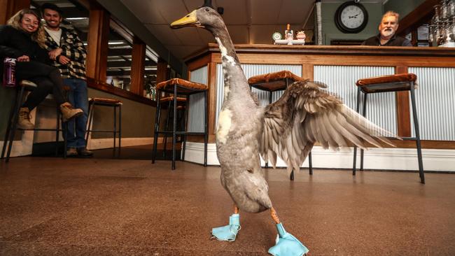 Krispy the duck wears booties to protect his feet and hangs around The Malmsbury Hotel. Picture: David Caird