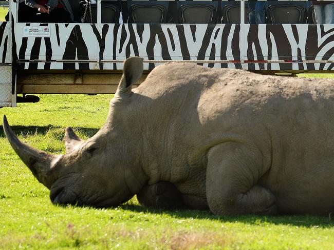 A rhino at The Werribee Open Zoo.