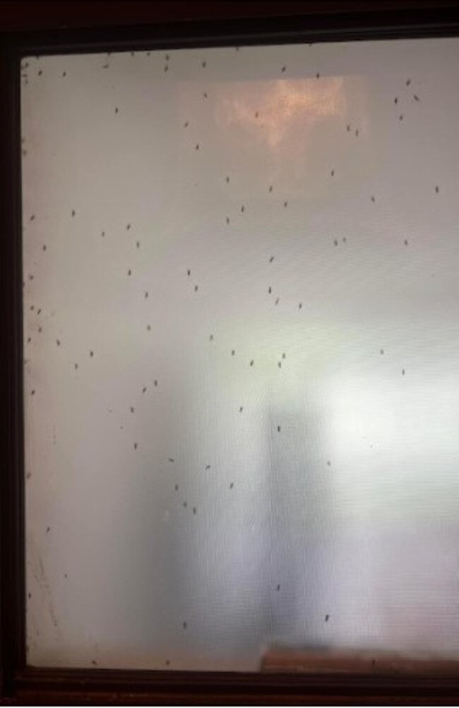 Helensvale resident Jordan Summers said they had to bring their dogs inside to protect them from the swarms of mozzies outside. Picture: Facebook/Jordan Summers