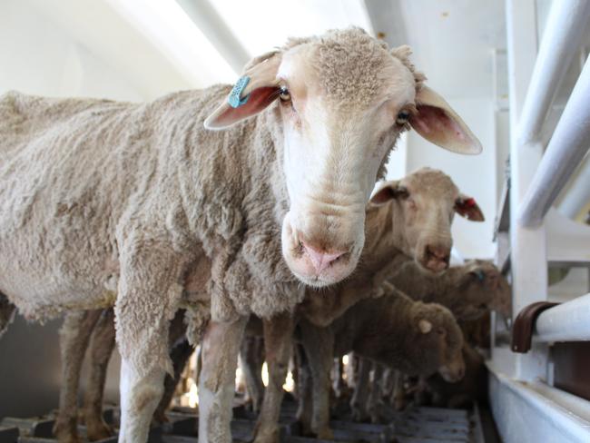 Live sheep exports. Picture: supplied