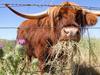 Derwent Valley farm stay is a slice of paradise worth flocking to