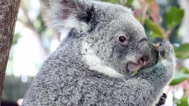 Koalas at Dreamworld’s breeding program. Photo by Richard Gosling