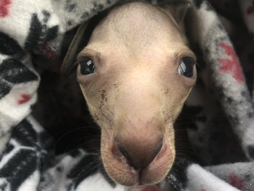 Billi the orphaned joey keeps warm in a pouch. Picture: Macedon Ranges Wildlife Network