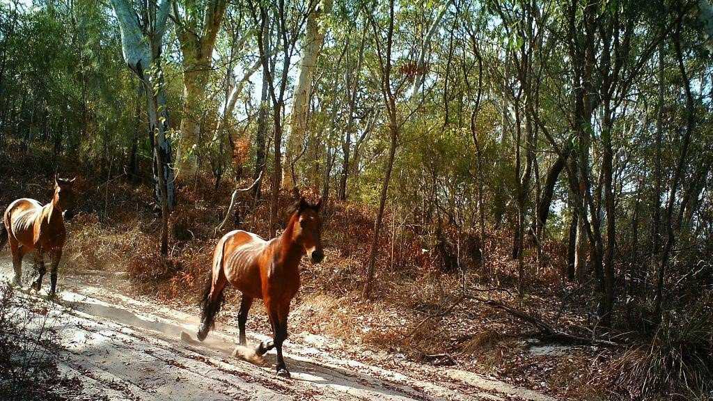 Footage has revealed there are still brumbies on Fraser Island.