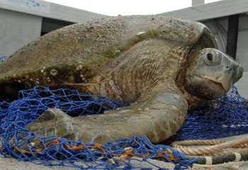 Turtle dies after choking on bag | Daily Telegraph