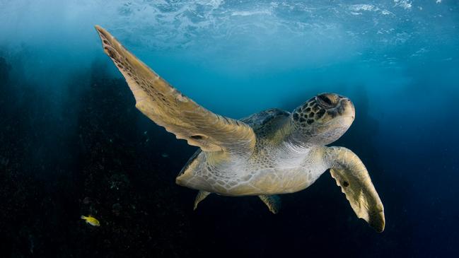 A green turtle at Costa Rica's Cocos Island. UN scientists say one million species face extinction in a biodiversity crisis.