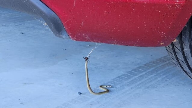 Kyle Andrews spotted a scary battle between a baby brown snake and a redback spider in his garage. Picture: Supplied by Kyle Andrews/ABC