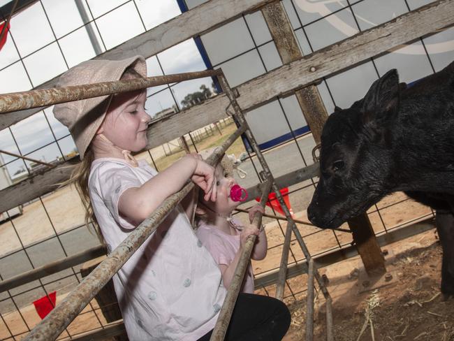 Grace and Chloe Neller playing with the baby calves at the Swan Hill Show 2024. Picture: Noel Fisher.