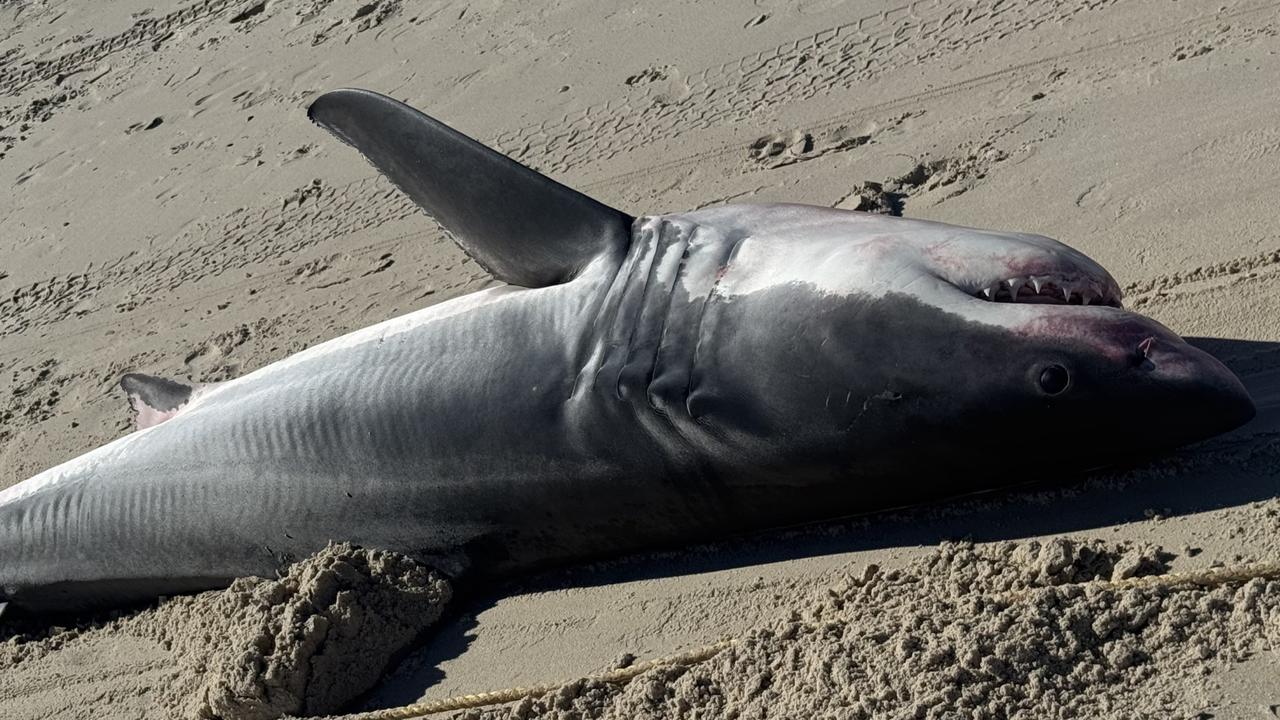 ‘Pretty sick’: Horror find on popular beach