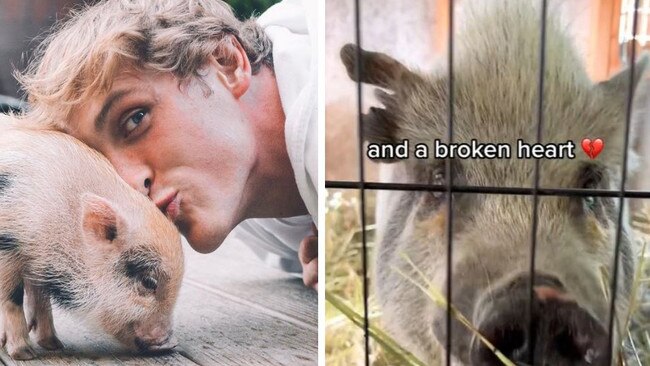 Pig allegedly owned by YouTube star Logan Paul ‘abandoned’, rescued