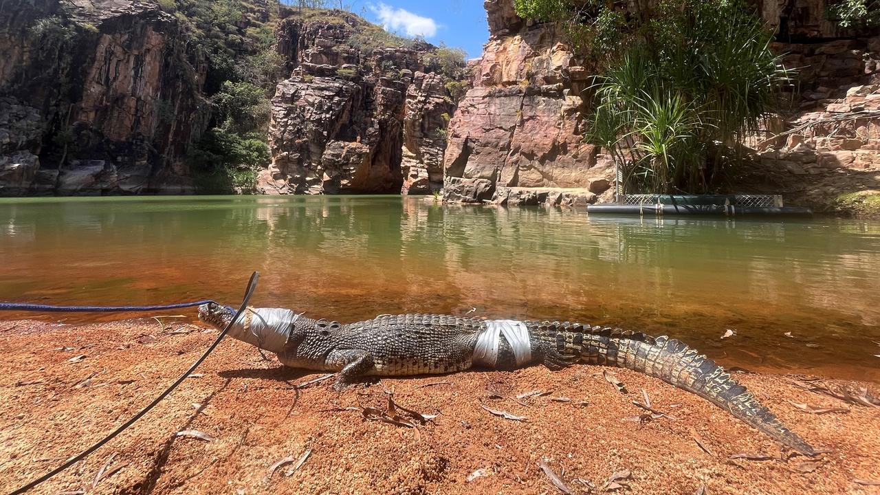 Rangers have removed a 1.72m saltwater crocodile from Butterfly Gorge.