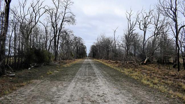 GONE: Hail stripped the leaves off trees on this road near watermelon farmer Tom Brett's property. Picture: Brooke Duncan