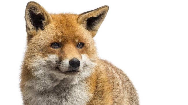 Mudgeeraba residents have reported increased sightings of foxes.