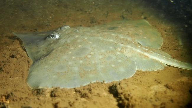 A maugean skate in Macquarie Harbour, Tasmania. Picture: Jane Ruckert