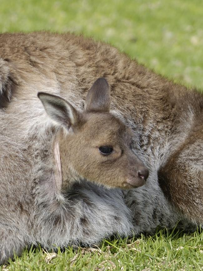 Several abandoned joeys didn’t survive.