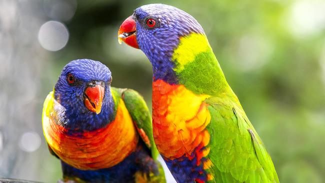 MAROON MOMENT Feeding time for the rainbow lorikeets in Carina, Sunday, November 28, 2021 - Picture: Richard Walker